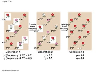 © 2014 Pearson Education, Inc.
Figure 21.9-3
CW
CW
CR
CR
CR
CW
CR
CR
CR
CR
CR
CR
CR
CR
CR
CW
CR
CW
CR
CW
CW
CW
CR
CR
CR
CW
CR
CR
CR
CR
CR
CR
CR
CR
CR
CW
CR
CW
CR
CW
CW
CW
CR
CR
CR
CR
CR
CR
CR
CR
CR
CR
CR
CR
CR
CR
CR
CR
CW
CW
5 plants
leave
offspring
2 plants
leave
offspring
p (frequency of CR
) = 0.7
q (frequency of CW
) = 0.3
p = 0.5
q = 0.5
p = 1.0
q = 0.0
Generation 2 Generation 3Generation 1
 
