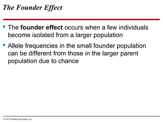 © 2014 Pearson Education, Inc.
The Founder Effect
 The founder effect occurs when a few individuals
become isolated from a larger population
 Allele frequencies in the small founder population
can be different from those in the larger parent
population due to chance
 