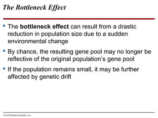 © 2014 Pearson Education, Inc.
The Bottleneck Effect
 The bottleneck effect can result from a drastic
reduction in population size due to a sudden
environmental change
 By chance, the resulting gene pool may no longer be
reflective of the original population’s gene pool
 If the population remains small, it may be further
affected by genetic drift
 