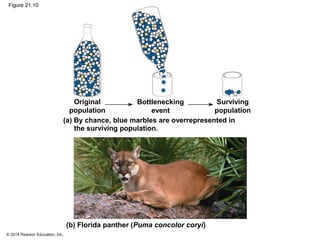 © 2014 Pearson Education, Inc.
Figure 21.10
Original
population
Surviving
population
Bottlenecking
event
(a) By chance, blue marbles are overrepresented in
the surviving population.
(b) Florida panther (Puma concolor coryi)
 