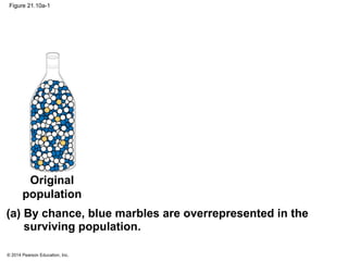 © 2014 Pearson Education, Inc.
Figure 21.10a-1
Original
population
(a) By chance, blue marbles are overrepresented in the
surviving population.
 