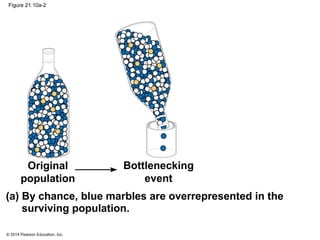 © 2014 Pearson Education, Inc.
Figure 21.10a-2
Original
population
Bottlenecking
event
(a) By chance, blue marbles are overrepresented in the
surviving population.
 