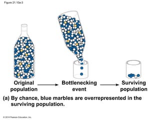 © 2014 Pearson Education, Inc.
Figure 21.10a-3
Original
population
Surviving
population
Bottlenecking
event
(a) By chance, blue marbles are overrepresented in the
surviving population.
 