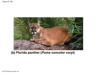 © 2014 Pearson Education, Inc.
Figure 21.10b
(b) Florida panther (Puma concolor coryi)
 