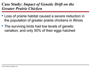 © 2014 Pearson Education, Inc.
Case Study: Impact of Genetic Drift on the
Greater Prairie Chicken
 Loss of prairie habitat caused a severe reduction in
the population of greater prairie chickens in Illinois
 The surviving birds had low levels of genetic
variation, and only 50% of their eggs hatched
 