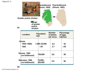© 2014 Pearson Education, Inc.
Figure 21.11
Pre-bottleneck
(Illinois, 1820)
Post-bottleneck
(Illinois, 1993)
Range
of greater
prairie
chicken
Illinois
1930–1960s
1993
Greater prairie chicken
Kansas, 1998
(no bottleneck)
Nebraska, 1998
(no bottleneck)
1,000–25,000
<50
75,000–
200,000
5.2
3.7
Location Population
size
750,000
Number
of alleles
per locus
Percentage
of eggs
hatched
93
<50
5.8
5.8
99
96
(a)
(b)
 
