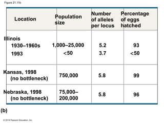 © 2014 Pearson Education, Inc.
Figure 21.11b
Illinois
1930–1960s
1993
Kansas, 1998
(no bottleneck)
Nebraska, 1998
(no bottleneck)
1,000–25,000
<50
75,000–
200,000
5.2
3.7
Location Population
size
750,000
Number
of alleles
per locus
Percentage
of eggs
hatched
93
<50
5.8
5.8
99
96
(b)
 