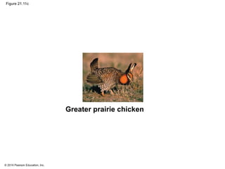 © 2014 Pearson Education, Inc.
Figure 21.11c
Greater prairie chicken
 