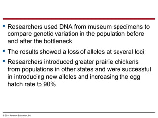 © 2014 Pearson Education, Inc.
 Researchers used DNA from museum specimens to
compare genetic variation in the population before
and after the bottleneck
 The results showed a loss of alleles at several loci
 Researchers introduced greater prairie chickens
from populations in other states and were successful
in introducing new alleles and increasing the egg
hatch rate to 90%
 