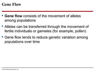 © 2014 Pearson Education, Inc.
Gene Flow
 Gene flow consists of the movement of alleles
among populations
 Alleles can be transferred through the movement of
fertile individuals or gametes (for example, pollen)
 Gene flow tends to reduce genetic variation among
populations over time
 