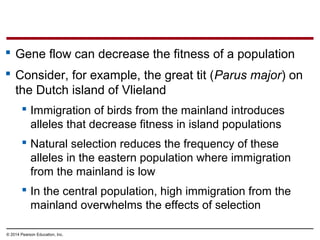 © 2014 Pearson Education, Inc.
 Gene flow can decrease the fitness of a population
 Consider, for example, the great tit (Parus major) on
the Dutch island of Vlieland
 Immigration of birds from the mainland introduces
alleles that decrease fitness in island populations
 Natural selection reduces the frequency of these
alleles in the eastern population where immigration
from the mainland is low
 In the central population, high immigration from the
mainland overwhelms the effects of selection
 