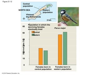 © 2014 Pearson Education, Inc.
Figure 21.12
Survivalrate(%)
Central
population
Vlieland,
the Netherlands
Eastern
population
NORTH SEA
2 km
Population in which the
surviving females
eventually bred
Females born in
central population
Parus major
Central
Eastern
Females born in
eastern population
60
50
40
30
20
10
0
 