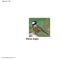 © 2014 Pearson Education, Inc.
Figure 21.12b
Parus major
 