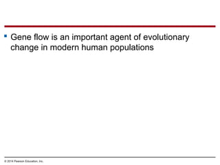 © 2014 Pearson Education, Inc.
 Gene flow is an important agent of evolutionary
change in modern human populations
 