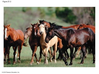 © 2014 Pearson Education, Inc.
Figure 21.3
 