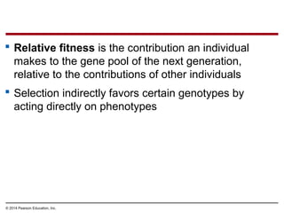 © 2014 Pearson Education, Inc.
 Relative fitness is the contribution an individual
makes to the gene pool of the next generation,
relative to the contributions of other individuals
 Selection indirectly favors certain genotypes by
acting directly on phenotypes
 