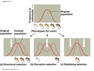 © 2014 Pearson Education, Inc.
Figure 21.13
Original
population
Evolved
population
Original
population
Frequencyof
individuals
Phenotypes (fur color)
(a) Directional selection (b) Disruptive selection (c) Stabilizing selection
 
