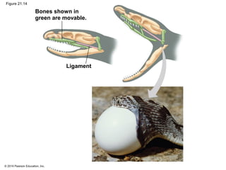 © 2014 Pearson Education, Inc.
Figure 21.14
Bones shown in
green are movable.
Ligament
 