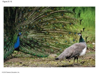 © 2014 Pearson Education, Inc.
Figure 21.15
 