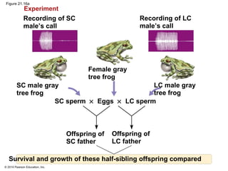 © 2014 Pearson Education, Inc.
Figure 21.16a
SC male gray
tree frog
LC male gray
tree frog
Female gray
tree frog
Recording of SC
male’s call
Recording of LC
male’s call
Offspring of
SC father
SC sperm × Eggs × LC sperm
Offspring of
LC father
Survival and growth of these half-sibling offspring compared
Experiment
 