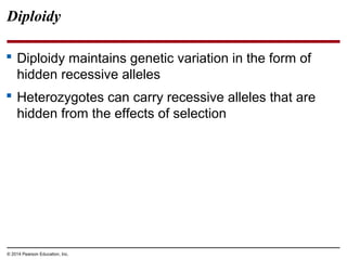 © 2014 Pearson Education, Inc.
Diploidy
 Diploidy maintains genetic variation in the form of
hidden recessive alleles
 Heterozygotes can carry recessive alleles that are
hidden from the effects of selection
 