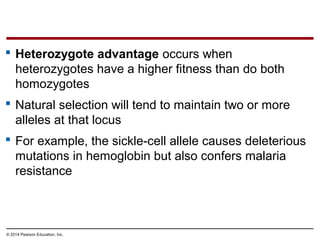 © 2014 Pearson Education, Inc.
 Heterozygote advantage occurs when
heterozygotes have a higher fitness than do both
homozygotes
 Natural selection will tend to maintain two or more
alleles at that locus
 For example, the sickle-cell allele causes deleterious
mutations in hemoglobin but also confers malaria
resistance
 