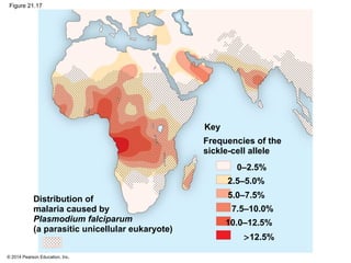 © 2014 Pearson Education, Inc.
Figure 21.17
Distribution of
malaria caused by
Plasmodium falciparum
(a parasitic unicellular eukaryote)
Key
Frequencies of the
sickle-cell allele
10.0–12.5%
>12.5%
7.5–10.0%
5.0–7.5%
2.5–5.0%
0–2.5%
 