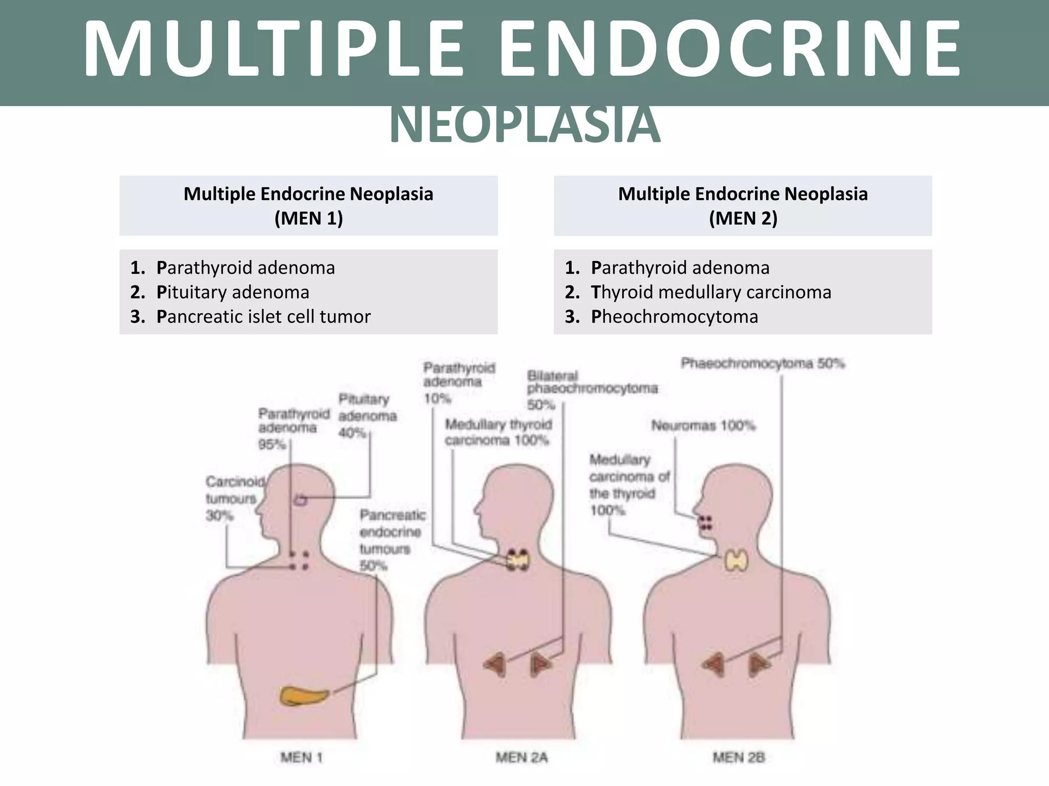 PARATHYROID GLANDS
Multiple Endocrine Neoplasia
(MEN 1)
1. Parathyroid adenoma
2. Pituitary adenoma
3. Pancreatic islet cell tumor
MULTIPLE ENDOCRINE
Multiple Endocrine Neoplasia
(MEN 2)
1. Parathyroid adenoma
2. Thyroid medullary carcinoma
3. Pheochromocytoma
NEOPLASIA
 