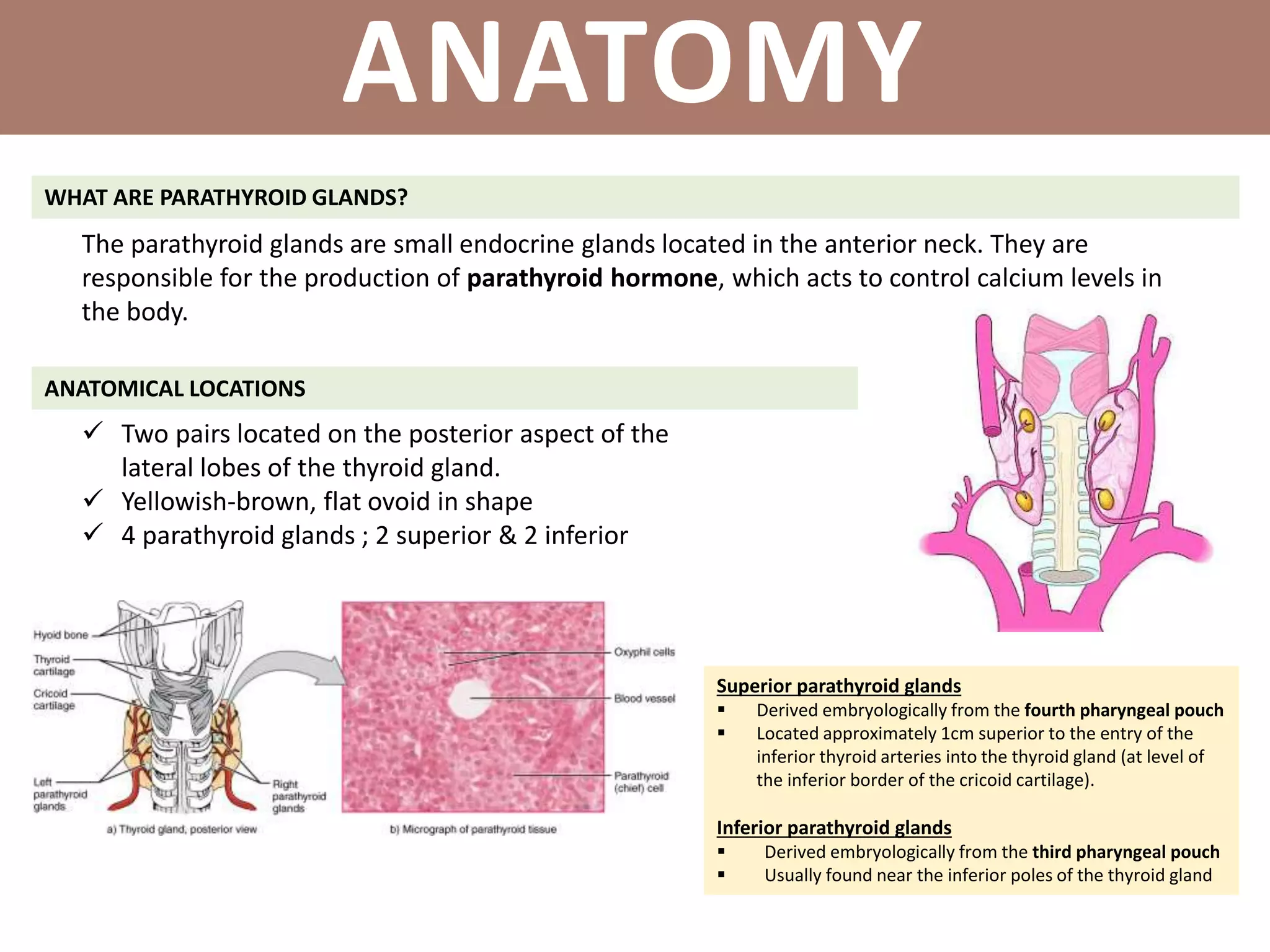 WHAT ARE PARATHYROID GLANDS?
ANATOMY
The parathyroid glands are small endocrine glands located in the anterior neck. They are
responsible for the production of parathyroid hormone, which acts to control calcium levels in
the body.
ANATOMICAL LOCATIONS
 Two pairs located on the posterior aspect of the
lateral lobes of the thyroid gland.
 Yellowish-brown, flat ovoid in shape
 4 parathyroid glands ; 2 superior & 2 inferior
Superior parathyroid glands
 Derived embryologically from the fourth pharyngeal pouch
 Located approximately 1cm superior to the entry of the
inferior thyroid arteries into the thyroid gland (at level of
the inferior border of the cricoid cartilage).
Inferior parathyroid glands
 Derived embryologically from the third pharyngeal pouch
 Usually found near the inferior poles of the thyroid gland
 