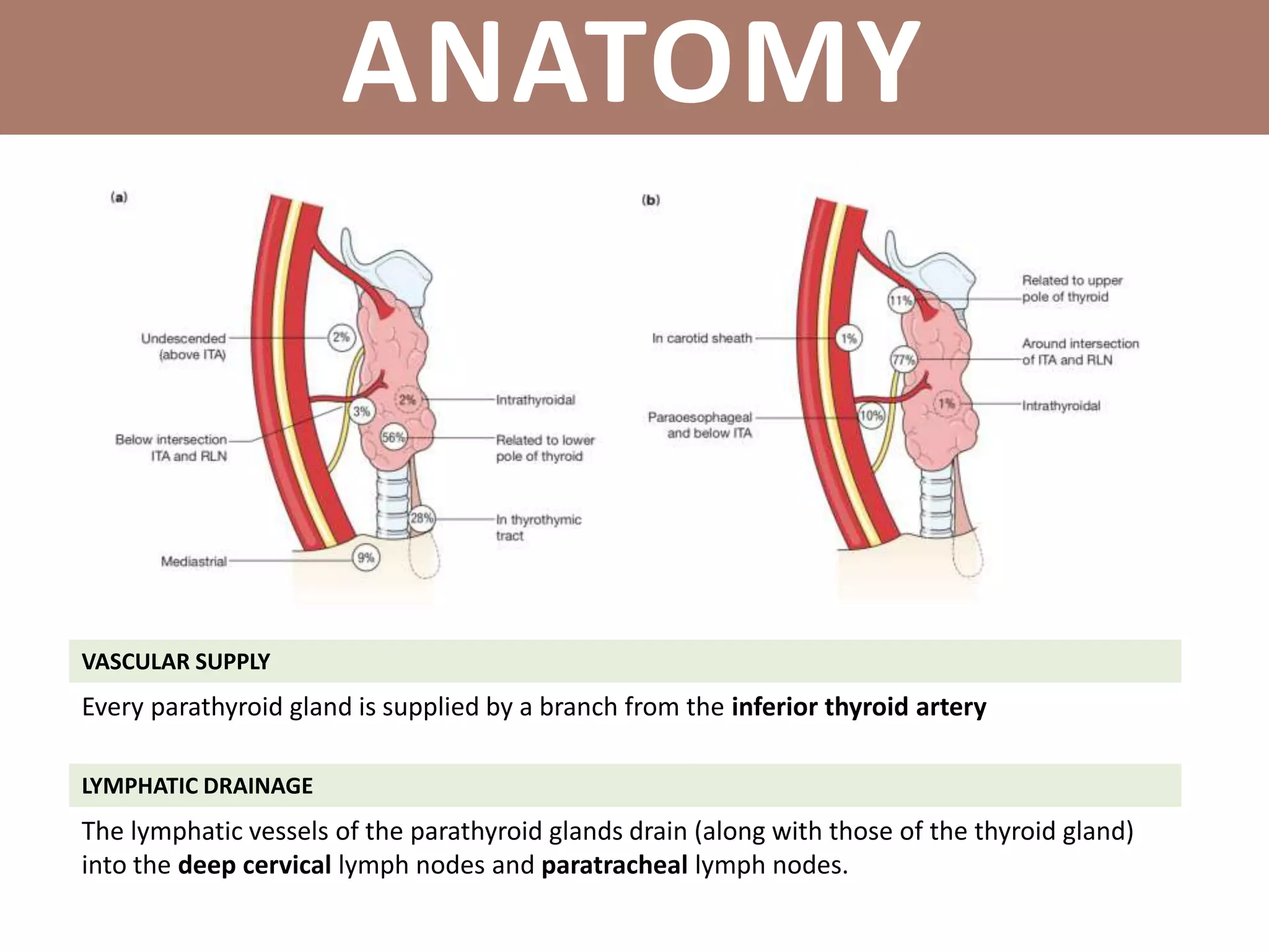 VASCULAR SUPPLY
ANATOMY
LYMPHATIC DRAINAGE
Every parathyroid gland is supplied by a branch from the inferior thyroid artery
The lymphatic vessels of the parathyroid glands drain (along with those of the thyroid gland)
into the deep cervical lymph nodes and paratracheal lymph nodes.
 