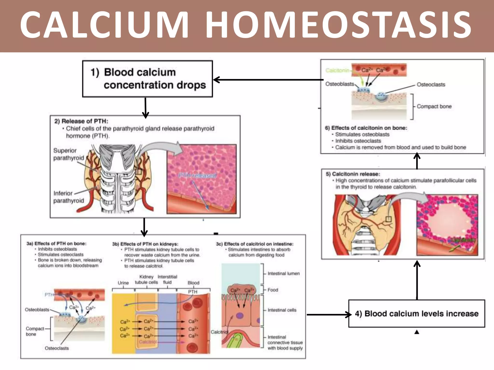 CALCIUM HOMEOSTASIS
 