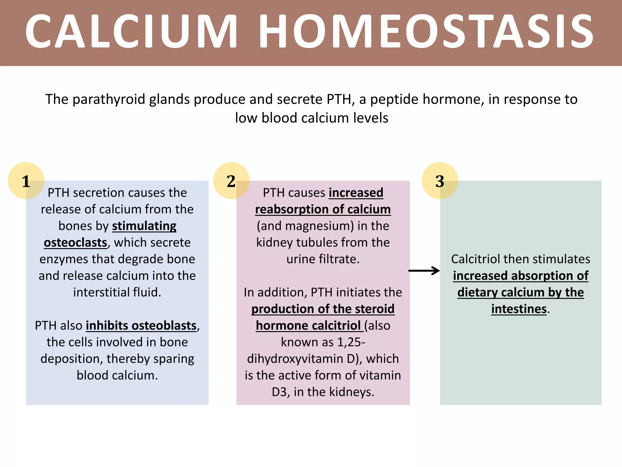 PARATHYROID GLANDSINTRODUCTIONCALCIUM HOMEOSTASIS
The parathyroid glands produce and secrete PTH, a peptide hormone, in response to
low blood calcium levels
PTH secretion causes the
release of calcium from the
bones by stimulating
osteoclasts, which secrete
enzymes that degrade bone
and release calcium into the
interstitial fluid.
PTH also inhibits osteoblasts,
the cells involved in bone
deposition, thereby sparing
blood calcium.
PTH causes increased
reabsorption of calcium
(and magnesium) in the
kidney tubules from the
urine filtrate.
In addition, PTH initiates the
production of the steroid
hormone calcitriol (also
known as 1,25-
dihydroxyvitamin D), which
is the active form of vitamin
D3, in the kidneys.
Calcitriol then stimulates
increased absorption of
dietary calcium by the
intestines.
1 2 3
 