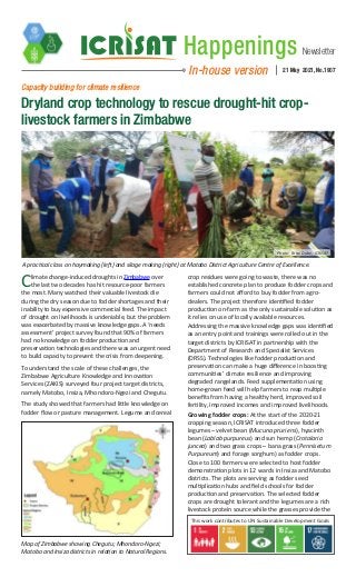 Newsletter
Happenings
In-house version 21 May 2021, No.1907
Climate change-induced droughts in Zimbabwe over
the last two decades has hit resource-poor farmers
the most. Many watched their valuable livestock die
during the dry season due to fodder shortages and their
inability to buy expensive commercial feed. The impact
of drought on livelihoods is undeniable, but the problem
was exacerbated by massive knowledge gaps. A ‘needs
assessment’ project survey found that 90% of farmers
had no knowledge on fodder production and
preservation technologies and there was an urgent need
to build capacity to prevent the crisis from deepening.
To understand the scale of these challenges, the
Zimbabwe Agriculture Knowledge and Innovation
Services (ZAKIS) surveyed four project target districts,
namely Matobo, Insiza, Mhondoro-Ngezi and Chegutu.
The study showed that farmers had little knowledge on
fodder flow or pasture management. Legume and cereal
crop residues were going to waste, there was no
established concrete plan to produce fodder crops and
farmers could not afford to buy fodder from agro-
dealers. The project therefore identified fodder
production on-farm as the only sustainable solution as
it relies on use of locally available resources.
Addressing the massive knowledge gaps was identified
as an entry point and trainings were rolled out in the
target districts by ICRISAT in partnership with the
Department of Research and Specialist Services
(DRSS). Technologies like fodder production and
preservation can make a huge difference in boosting
communities’ climate resilience and improving
degraded rangelands. Feed supplementation using
home-grown feed will help farmers to reap multiple
benefits from having a healthy herd, improved soil
fertility, improved incomes and improved livelihoods.
Growing fodder crops: At the start of the 2020-21
cropping season, ICRISAT introduced three fodder
legumes – velvet bean (Mucuna pruriens), hyacinth
bean (Lablab purpureus) and sun hemp (Crotalaria
juncea) and two grass crops – bana grass (Pennisetum
Purpureum) and forage sorghum) as fodder crops.
Close to 100 farmers were selected to host fodder
demonstration plots in 12 wards in Insiza and Matobo
districts. The plots are serving as fodder seed
multiplication hubs and field schools for fodder
production and preservation. The selected fodder
crops are drought tolerant and the legumes are a rich
livestock protein source while the grasses provide the
Capacity building for climate resilience
Dryland crop technology to rescue drought-hit crop-
livestock farmers in Zimbabwe
A practical class on haymaking (left) and silage making (right) at Matobo District Agriculture Centre of Excellence.
Map of Zimbabwe showing Chegutu; Mhondoro-Ngezi;
Matobo and Insiza districts in relation to Natural Regions.
Photo: Farai Dube, ICRISAT
This work contributes to UN Sustainable Development Goals
 