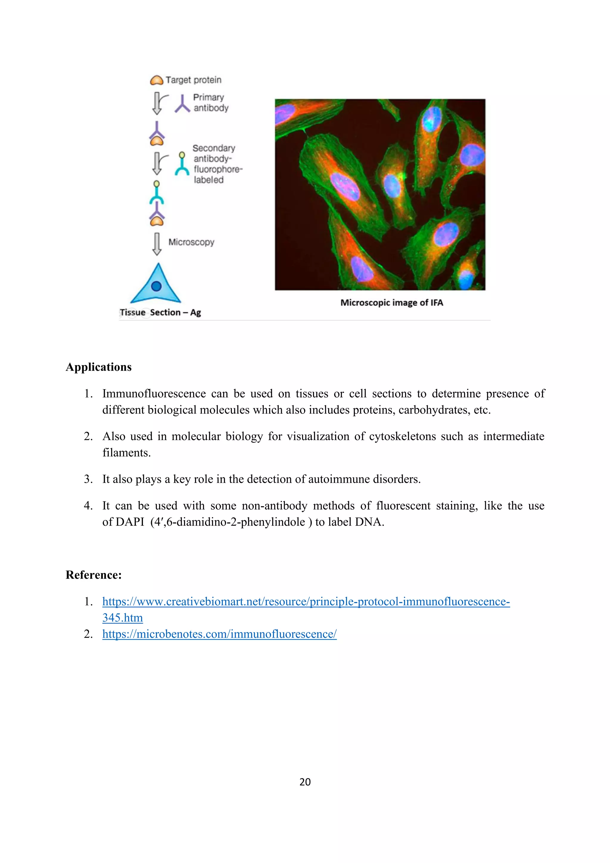 20
Applications
1. Immunofluorescence can be used on tissues or cell sections to determine presence of
different biological molecules which also includes proteins, carbohydrates, etc.
2. Also used in molecular biology for visualization of cytoskeletons such as intermediate
filaments.
3. It also plays a key role in the detection of autoimmune disorders.
4. It can be used with some non-antibody methods of fluorescent staining, like the use
of DAPI (4′,6-diamidino-2-phenylindole ) to label DNA.
Reference:
1. https://www.creativebiomart.net/resource/principle-protocol-immunofluorescence-
345.htm
2. https://microbenotes.com/immunofluorescence/
 