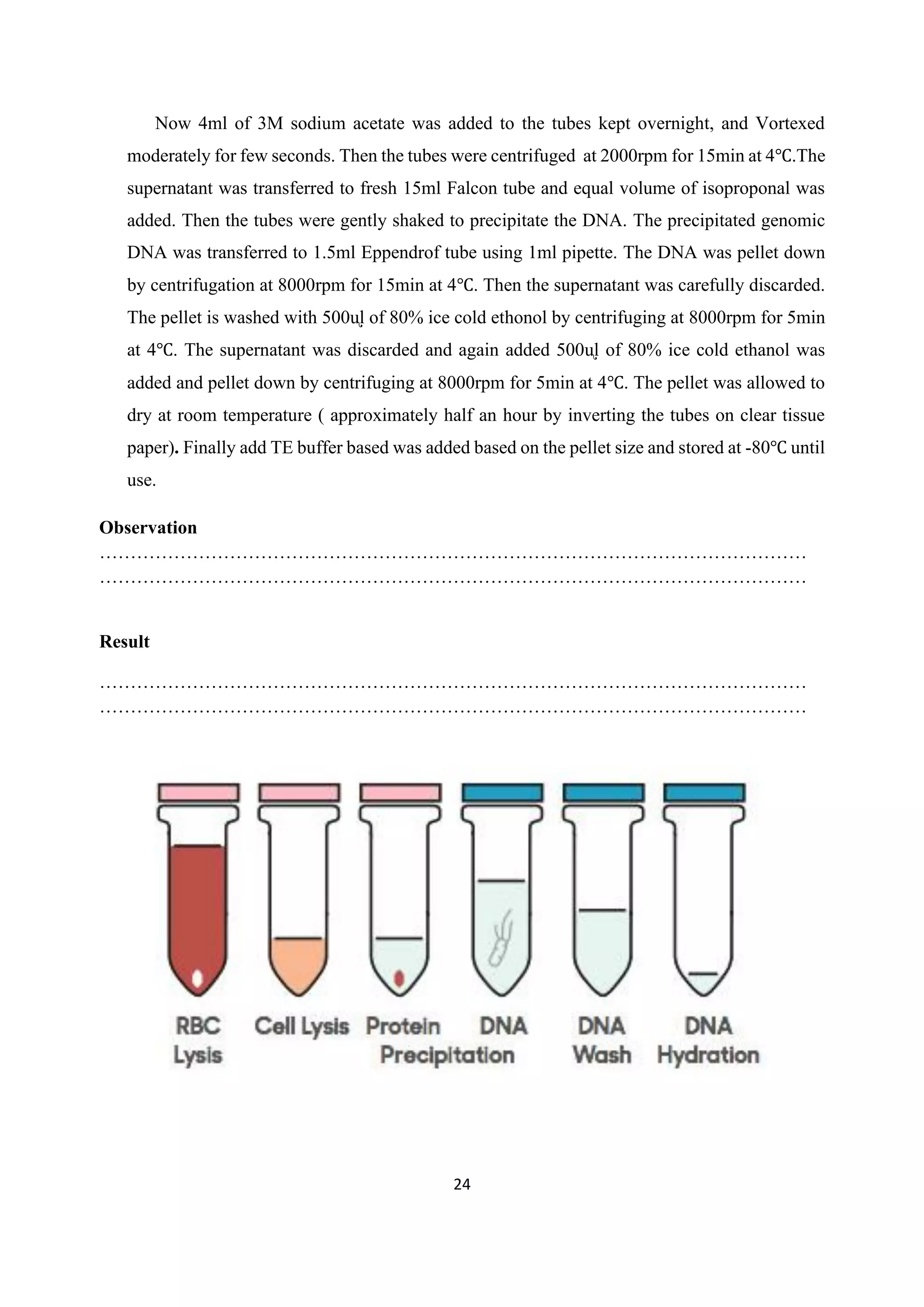 24
Now 4ml of 3M sodium acetate was added to the tubes kept overnight, and Vortexed
moderately for few seconds. Then the tubes were centrifuged at 2000rpm for 15min at 4℃.The
supernatant was transferred to fresh 15ml Falcon tube and equal volume of isoproponal was
added. Then the tubes were gently shaked to precipitate the DNA. The precipitated genomic
DNA was transferred to 1.5ml Eppendrof tube using 1ml pipette. The DNA was pellet down
by centrifugation at 8000rpm for 15min at 4℃. Then the supernatant was carefully discarded.
The pellet is washed with 500ᶙl of 80% ice cold ethonol by centrifuging at 8000rpm for 5min
at 4℃. The supernatant was discarded and again added 500ᶙl of 80% ice cold ethanol was
added and pellet down by centrifuging at 8000rpm for 5min at 4℃. The pellet was allowed to
dry at room temperature ( approximately half an hour by inverting the tubes on clear tissue
paper). Finally add TE buffer based was added based on the pellet size and stored at -80℃ until
use.
Observation
……………………………………………………………………………………………………
……………………………………………………………………………………………………
Result
……………………………………………………………………………………………………
……………………………………………………………………………………………………
 