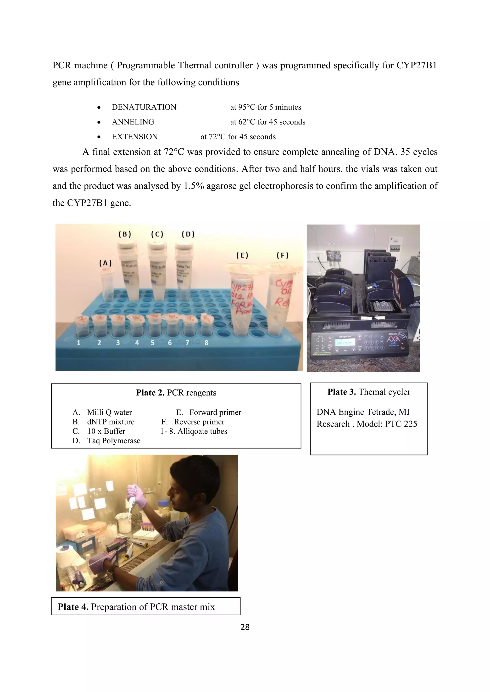 28
PCR machine ( Programmable Thermal controller ) was programmed specifically for CYP27B1
gene amplification for the following conditions
• DENATURATION at 95°C for 5 minutes
• ANNELING at 62°C for 45 seconds
• EXTENSION at 72°C for 45 seconds
A final extension at 72°C was provided to ensure complete annealing of DNA. 35 cycles
was performed based on the above conditions. After two and half hours, the vials was taken out
and the product was analysed by 1.5% agarose gel electrophoresis to confirm the amplification of
the CYP27B1 gene.
Plate 2. PCR reagents
A. Milli Q water E. Forward primer
B. dNTP mixture F. Reverse primer
C. 10 x Buffer 1- 8. Alliqoate tubes
D. Taq Polymerase
Plate 3. Themal cycler
DNA Engine Tetrade, MJ
Research . Model: PTC 225
Plate 4. Preparation of PCR master mix
 