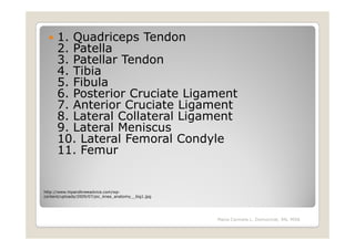 1. Quadriceps Tendon
      2. Patella
      3. Patellar Tendon
      4. Tibia
      5. Fibula
      6. Posterior Cruciate Ligament
      7. Anterior Cruciate Ligament
      8. Lateral Collateral Ligament
      9. Lateral Meniscus
      10. Lateral Femoral Condyle
      11. Femur


http://www.hipandkneeadvice.com/wp-
content/uploads/2009/07/pic_knee_anatomy__big1.jpg




                                                     Maria Carmela L. Domocmat, RN, MSN
 