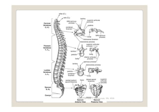 Maria Carmela L. Domocmat, RN, MSN
 