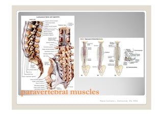 paravertebral muscles
                        Maria Carmela L. Domocmat, RN, MSN
 