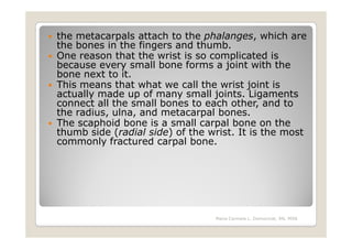the metacarpals attach to the phalanges, which are
the bones in the fingers and thumb.
One reason that the wrist is so complicated is
because every small bone forms a joint with the
bone next to it.
This means that what we call the wrist joint is
actually made up of many small joints. Ligaments
connect all the small bones to each other, and to
the radius, ulna, and metacarpal bones.
The scaphoid bone is a small carpal bone on the
thumb side (radial side) of the wrist. It is the most
commonly fractured carpal bone.




                                 Maria Carmela L. Domocmat, RN, MSN
 