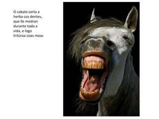 O cabalo corta a
herba cos dentes,
que lle medran
durante toda a
vida, e logo
tritúraa coas moas
 