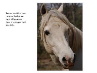 Ten os sentidos ben
desenvolvidos: ve,
oe e olfatea moi
ben, e ten a pel moi
sensible.
 