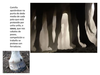 Camiña
apoiándose na
punta do dedo
medio de cada
pata que está
protexido por
unha unlla, o
casco, que nos
cabalos de
paseo,
competición e
traballo se
protexe con
ferraduras.
 