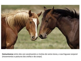 Comunícanse entre eles con vocalizacións e rinchos de varios tonos, e coa linguaxe corporal
(movementos e posturas das orellas e do corpo).
 