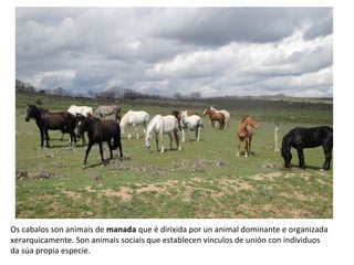 Os cabalos son animais de manada que é dirixida por un animal dominante e organizada
xerarquicamente. Son animais sociais que establecen vínculos de unión con individuos
da súa propia especie.
 