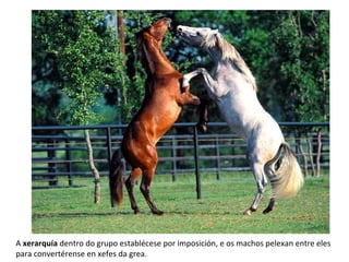 A xerarquía dentro do grupo establécese por imposición, e os machos pelexan entre eles
para convertérense en xefes da grea.
 