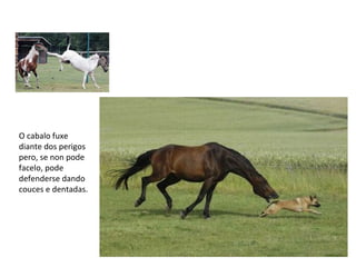O cabalo fuxe
diante dos perigos
pero, se non pode
facelo, pode
defenderse dando
couces e dentadas.
 