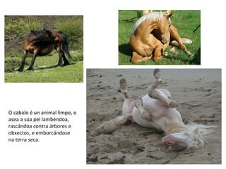 O cabalo é un animal limpo, e
asea a súa pel lambéndoa,
rascándoa contra árbores e
obxectos, e emborcándose
na terra seca.
 