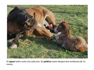 As égoas teñen unha cría cada ano. Os poldros nacen despois dun embarazo de 11
meses.
 