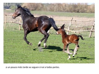 e un pouco máis tarde xa seguen á nai a todas partes.
 